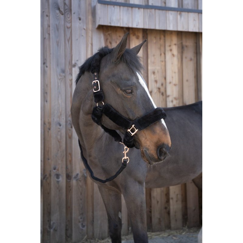 LICOL TEDDY BLUEGOLD