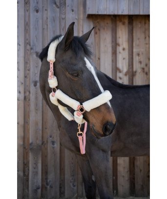 LICOL TEDDY BLUEGOLD