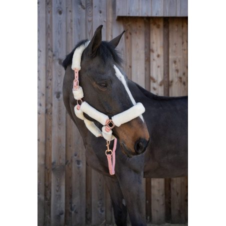 LICOL TEDDY BLUEGOLD