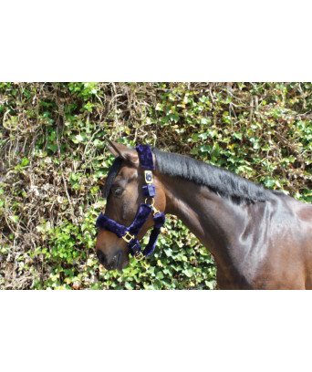 LICOL TEDDY BLUEGOLD