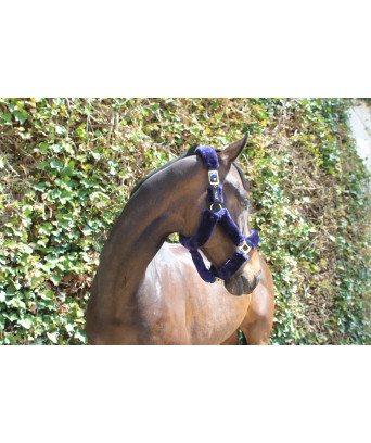 LICOL TEDDY BLUEGOLD