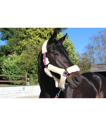 LICOL TEDDY NAT/BRDX