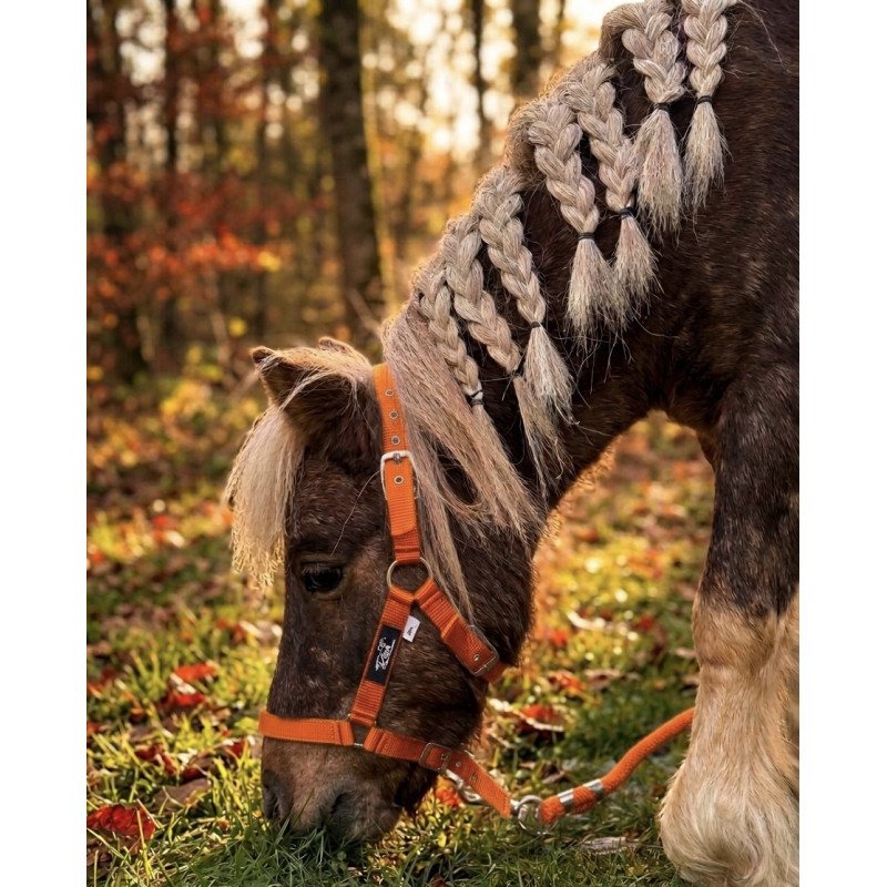 Licol poulain/shetland nylon
