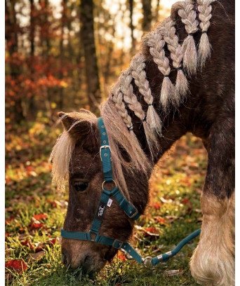 Licol poulain/shetland nylon