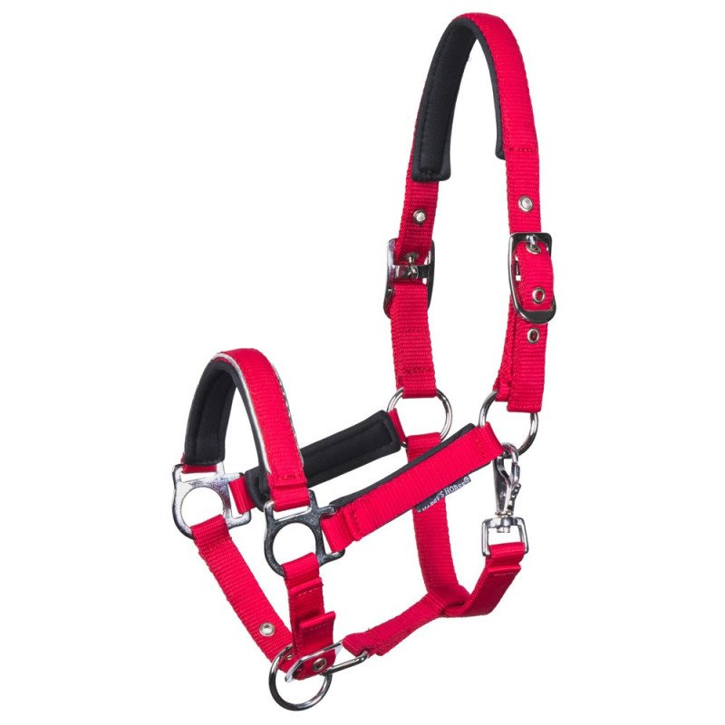 LICOL MINI SHETLAND OU POULAIN