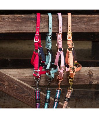 LICOL MINI SHETLAND OU POULAIN