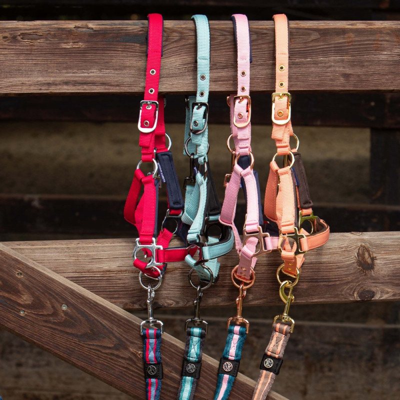 LICOL MINI SHETLAND OU POULAIN