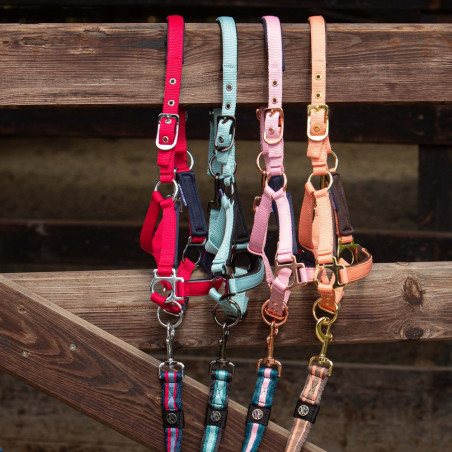 LICOL MINI SHETLAND OU POULAIN