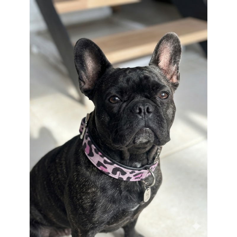 COLLIER CHIEN LEOPARD ROSE