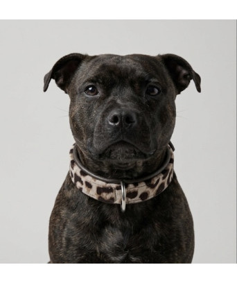 COLLIER CHIEN LEOPARD MARRON