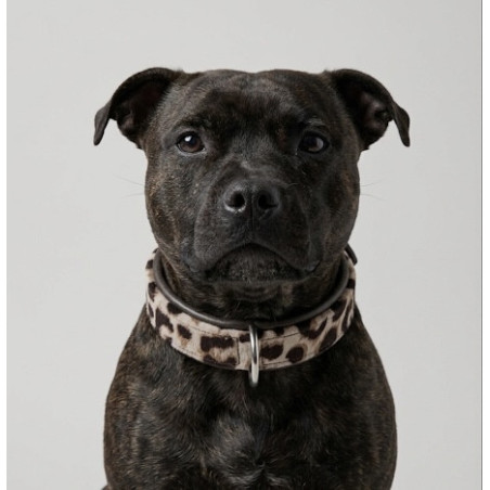COLLIER CHIEN LEOPARD MARRON