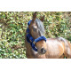 LICOL TEDDY BLUE