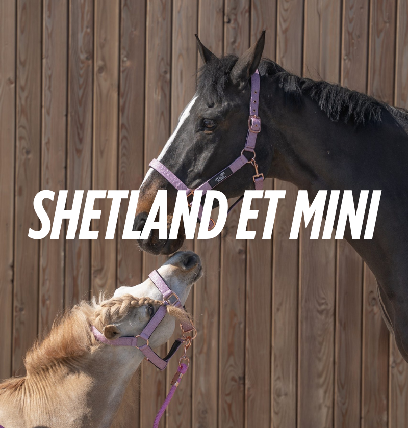 Shetland et Mini