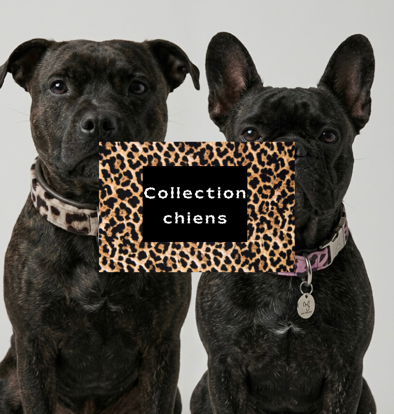 Collection Chien